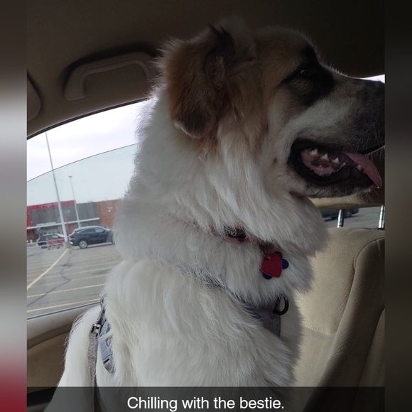 Meet your Posher, Amanda - Picture 4 of 5